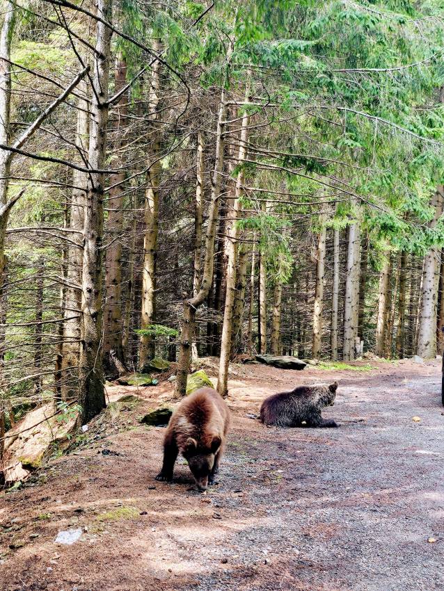 Karnyújtásnyira a medvéktől - transzfogarasi út